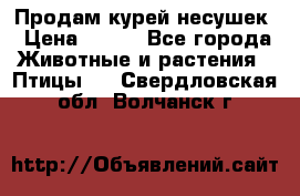 Продам курей несушек › Цена ­ 350 - Все города Животные и растения » Птицы   . Свердловская обл.,Волчанск г.